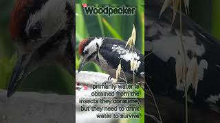 A woodpecker drinking #garden #gardenbirds #birds #woodpecker #rspb #nature #drink #nature #wildlife