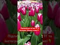 📍keukenhof Кекенхоф чекає на тебе ‼️