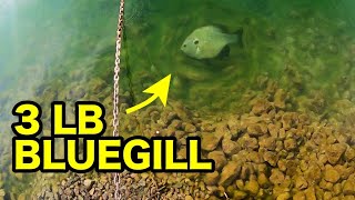 SIGHT FISHING a 3 LB BLUEGILL in CRYSTAL CLEAR WATER!!