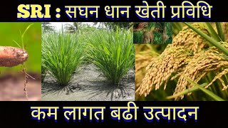 SRI System of rice intensification || सघन धान खेती प्रबिधि || Rice cultivation technique ||