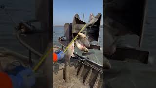 Asian Carp Fishing Videos, Silver Carp Invasive Species, Catching Fish!!!