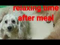 Eating time my fur babies doggies in phil.#Tekjing VLOG# Hongkong#ofw