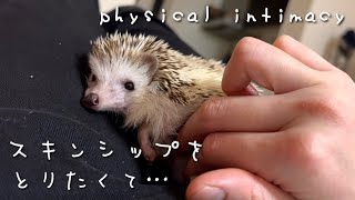 これが私のハリネズミとのスキンシップの取り方です。　This is my life with a hedgehog.