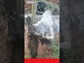 ⭕ Eagle Attack A Chicken In Cage!! l #shorts