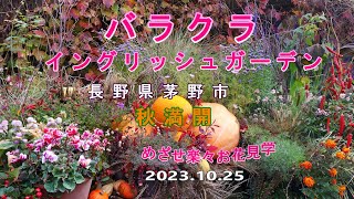 バラクライングリッシュガーデン　長野県茅野市　秋満開　めざせ楽々お花見学　2023.10.25