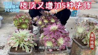 楼顶又增加5种法师，发现法师名称都很好听，花美名字也美！