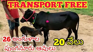 PUNGANUR COWS SIVA DAIRY 7993104742