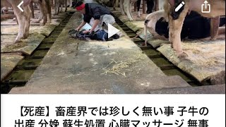 動物 出産【子牛の出産】 【当チャンネル 再生回数246万回の牛】何故 バズったかは不明⁉️ ２産目 本日2020年9月4日 産気づいてます。 後で助産します。YouTube ライブ配信予定