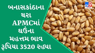 ગુજરાતના વિવિધ APMCમાં તારીખ : 02-01-2025 ના રોજ જુદા જુદા પાકના ભાવ શુ રહ્યા તે જાણો | APMC | #Tv9D