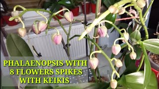 PHALAENOPSIS WITH 8 FLOWER SPIKES WITH KEIKIS