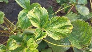 How to deal with strawberry mites on strawberries