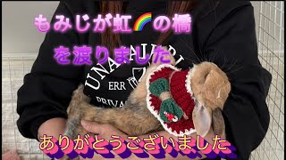 もみじが虹🌈の橋を渡りお月🌕さんへ帰りました🐰応援ありがとうございました🙇