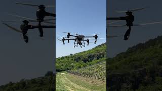 DJI Agras T50 szőlő permetezés