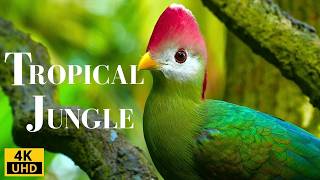 Jungle Birds/ Relaxing Jungle Sounds for Stress Relief & Sleep/ Birds Sound