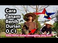 Cara Tanam Benih durian Unggul yaitu Durian OCI yang di semaikan dari biji dapat ganti Pohon  mati.