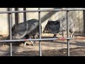 アイお姉ちゃんを追いかけるマイちゃんとミイちゃん【未公開編】【上野動物園】クビワペッカリー