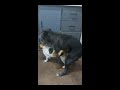 dog and cat mating l matilda mozart shorts