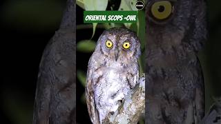 Oriental scops owl 2024 #birds #photography #nature #reels #halloween #netflix #migratorybirds