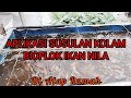 Aplikasi susulan ke 3 kolam bioflok ikan nila