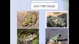 דו-חיים :  תופעת הגלגול  מאת: לבנה וול