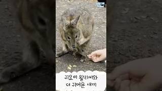 귀요미 왈라비 안에 더 귀여운 새끼!!! 시드니 호주 🇦🇺