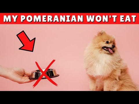 What should I not feed my Pomeranian?