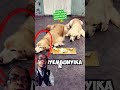 Anjing' ini begitu peduli dengan keluarganya.😱♥️👍 #doglover #goldenretriever #animals #shortsviral