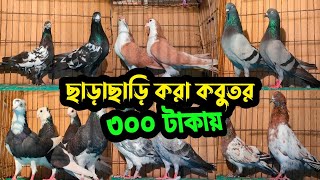 সবচেয়ে কমদামে মাত্র ৩০০ টাকায় ছাড়াছাড়ি করা হাইফ্লায়ার গিরিবাজ কবুতর কিনুন | কবুতরের ফেরিওয়ালা |