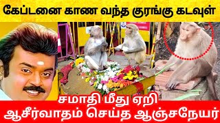 கேப்டன் விஜயகாந்த் ஐ நேரில் ஆசீர்வாதம் செய்ய வந்த குரங்கு கடவுள்! Monkey blessed Captain Vijayakanth