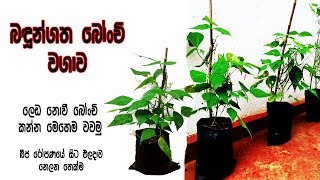 Beans cultivation using pots | බඳුන්ගත බෝංචි වගාව | Bonchi wagawa