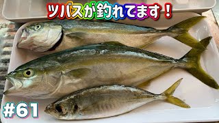 串本漁港周辺でツバスが釣れてます！