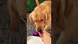Funny Dog INSTANTLY REGRETS Button Choice 😂🐶