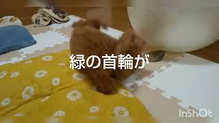 【#トイプードル】ホンキの引っ張り合いっこ すず姉VS弟てん  #ペット動画  #子犬  #多頭飼い