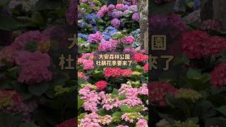 大安森林公園杜鵑花季要來了！