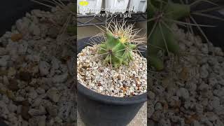 Ferocactus glaucescens タマサボテン　王冠竜