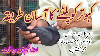 Kabootar ko paltane ka tarika || Best Method for Pigeon || کبوتر پلٹنے کا طریقہ