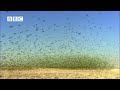 biggest swarm of budgies