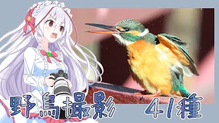 野鳥撮影41種