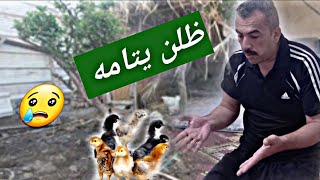 يوميات الدجاج 🐓 (٢٦) فعلنه الفقاسه 🪺 صارت مفاجئه وياي 😱