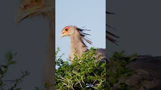 SECRETARY BIRD