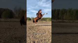 Просто Досмотри Это Видео До Конца❤️ #horses #лошади #chile c 501