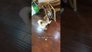 Get ready for action🤣#柴犬 #pets #funny #shortsvideo #cute #cutedog #puppy #shiba