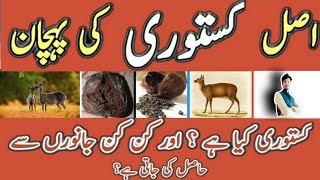 Kastori || Original Kasturi in Pakistan || کستوری || All About Deer Musk