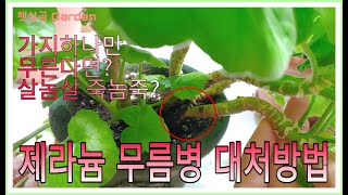 제라늄 살놈살, 죽놈죽(무른가지 제라늄 대처방법) ㅣHow do you deal with softness disease of Pelargoniums