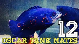 12 Type of Oscar Fish Tank Mates