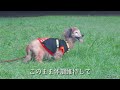 【17歳と15歳老犬カニンヘンダックスvlog】ソラシドの公園に秋が来た。シドもコスモス見えてるかなぁ。