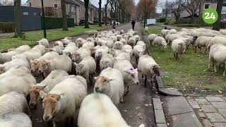 Kudde met honderden schapen dwárs door Maarheeze 🐑