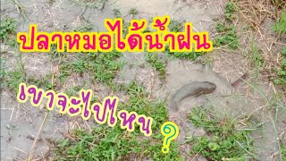 เจอปลาหมอได้น้ำฝนเขาจะเลื่อยไปไหนตัวใหญ่น่าดู