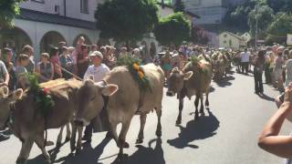 Alpabfahrt Alp Siez 10. September 2016