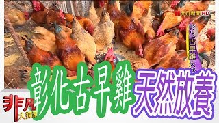 【非凡大探索】產地直送美味 - 彰化古早雞天然放養【1040-5集】